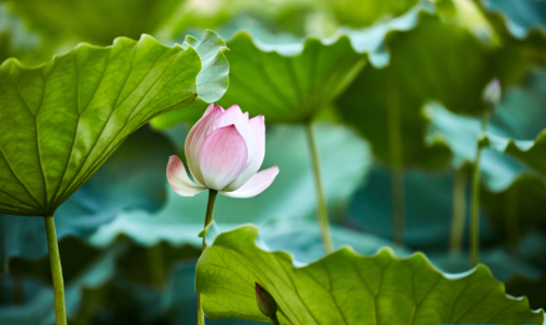 仲夏是指几月份