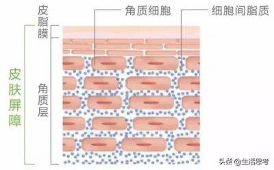 ​角质层特别薄该如何修复（修复主要看这几条）