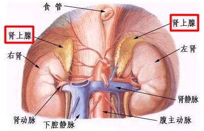 自我心理暗示有多可怕（心理学告诉你史诗级骂街）(6)