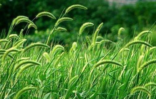 医生建议我吃冬虫夏草怎么办