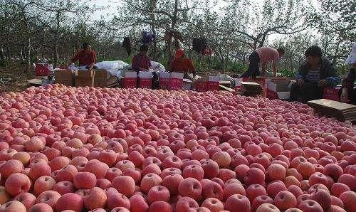 红富士苹果产地，红富士苹果的产自哪里？图2