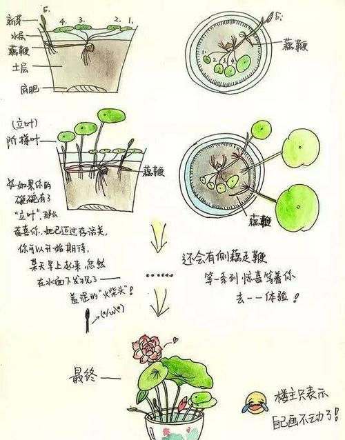 碗莲的种植方法：碗莲的种植方法水培