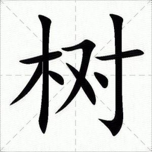 ​树字笔顺怎么写