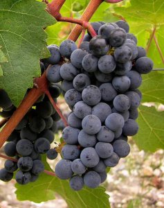 ​tannat 价格(tannat红酒价格)