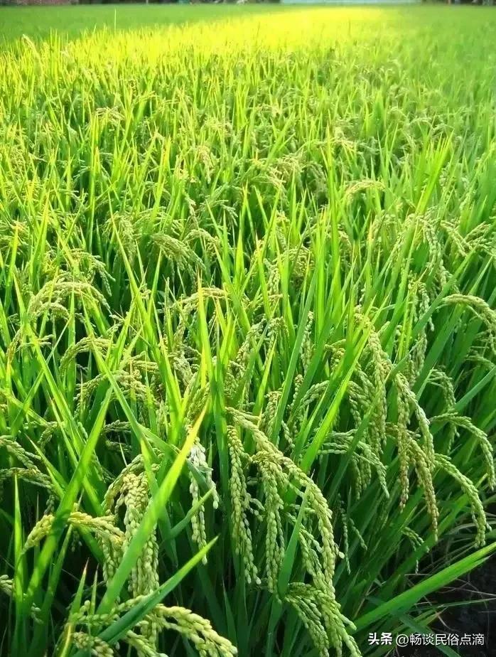 光打雷不下雨的意思(只打雷不下雨是什么意思)