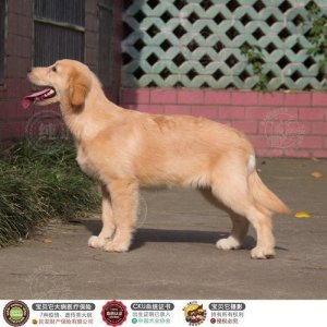 ​金毛寻回犬的价格大约是多少  金毛寻回犬多少钱一只幼犬