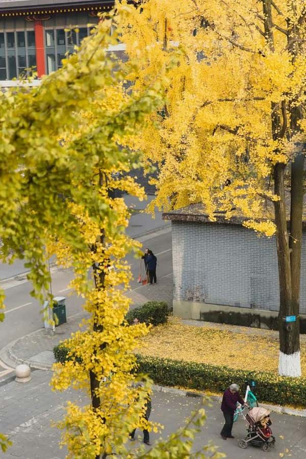 全国最美大学排行（中国最美大学）