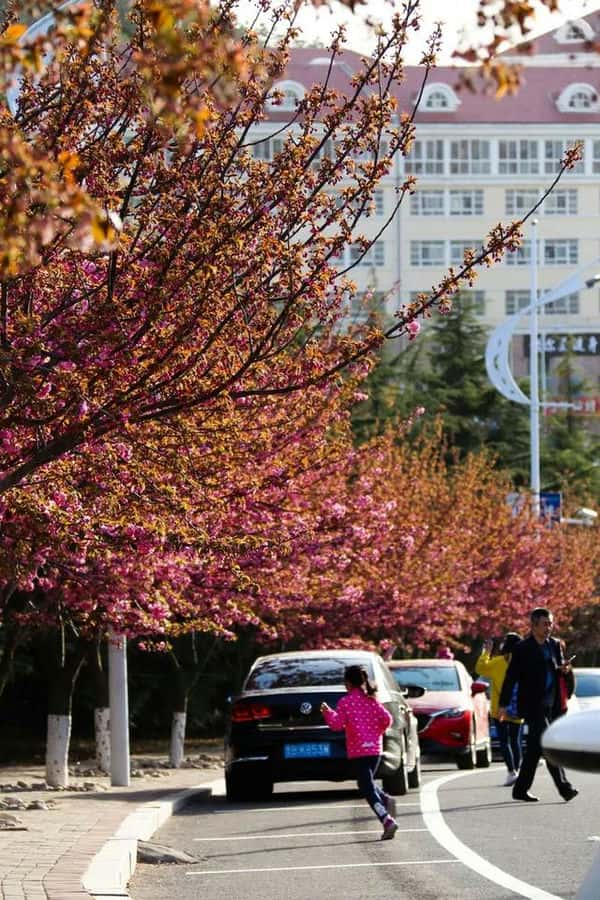 全国最美大学排行（中国最美大学）