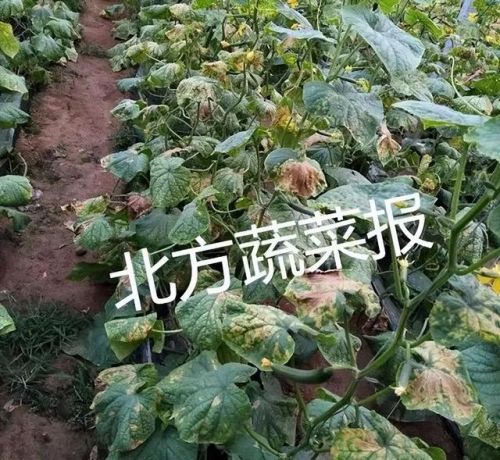 叶面肥多少钱，叶面肥多少钱一袋-第2张图片-