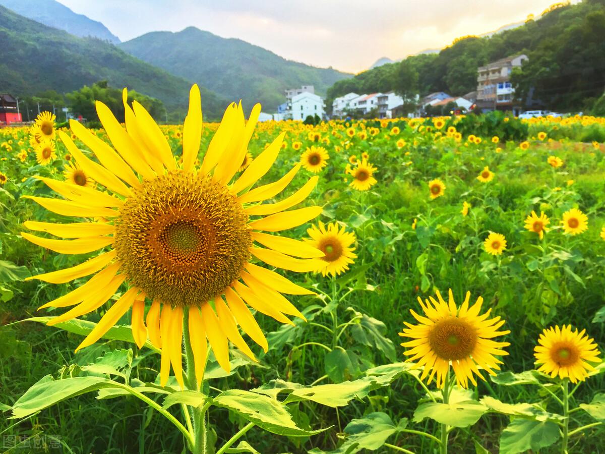 俄罗斯的国花是什么花(俄罗斯的国花是向日葵还是洋甘菊)