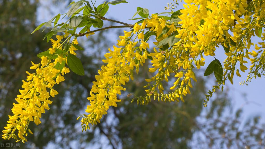 俄罗斯的国花是什么花(俄罗斯的国花是向日葵还是洋甘菊)