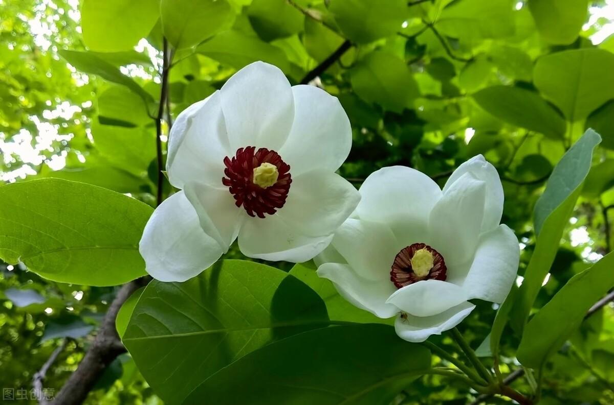 俄罗斯的国花是什么花(俄罗斯的国花是向日葵还是洋甘菊)