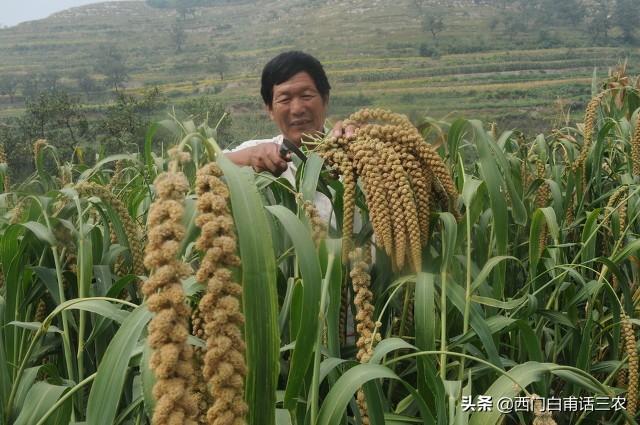 小麦是什么时候传入中国的(小麦传入中国时间)