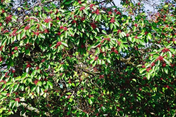 一年四季都适合室外养的植物(什么植物适合室外养而且好活)