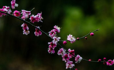 ​一年四季都适合室外养的植物(什么植物适合室外养而且好活)