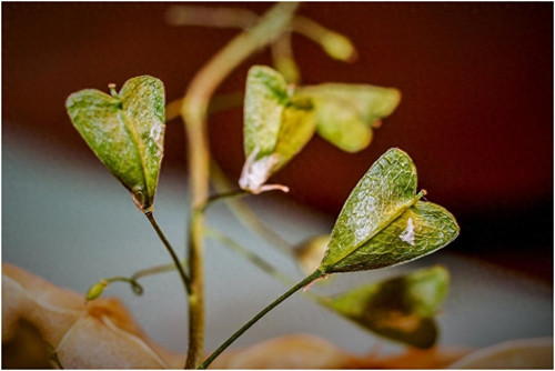 荠菜种植时间和方法(荠菜几月份播种好)