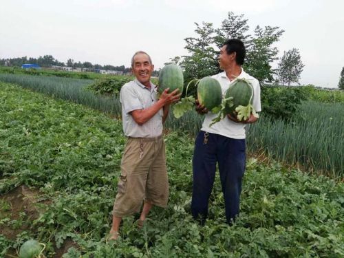 西瓜病虫害防治方法(西瓜病虫害有哪些)-第2张图片-