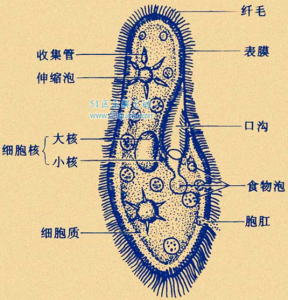 ​草履虫是什么生物？ 草履虫的外形特征