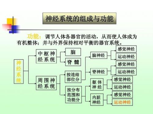 神经系统的功能单位(生理学神经系统的功能)-第1张图片-