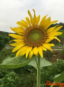 ​今天是个好日子发朋友圈说说 今天是个好日子图片