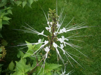 ​猫须草的功效与作用及禁忌 猫须草图片