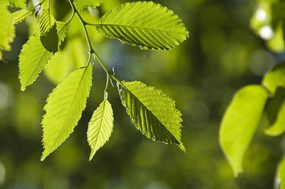 ​屋后种什么树最旺风水（在农村，人们为何喜欢屋后栽榆树？）