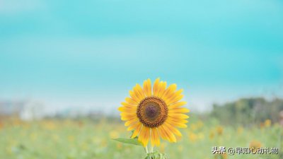 ​刚谈恋爱第一次过生日送什么 女孩子生日送什么花合适