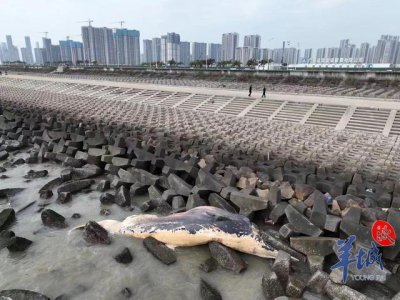 ​汕头东海岸出现死亡须鲸后续：专家已到场进行放气处理，大概率不会出现“鲸爆