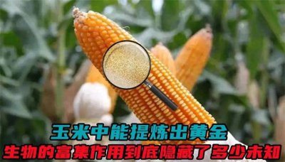 ​玉米可以提炼出黄金 玉米能提炼什么东西用