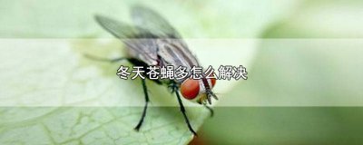 ​冬季苍蝇如何解决 冬天家里苍蝇多怎么办