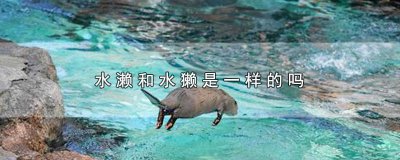 ​树濑和树獭 水獭和水濑