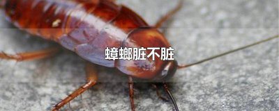 ​蟑螂脏不脏?专家说说 蟑螂其实不脏