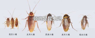 ​蟑螂是昆虫嘛 蟑螂是什么类的昆虫