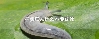 ​鼻涕虫能踩死吗 鼻涕虫为什么踩不死