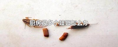 ​厨房有大蟑螂怎么办 厨房有小蟑螂怎么办急急急