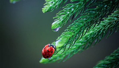 ​四星瓢虫是益虫还是害虫 四颗星的瓢虫是害虫还是益虫