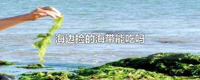 ​海边捡的海带能吃吗 海边捡的海带能吃吗怎么做好吃