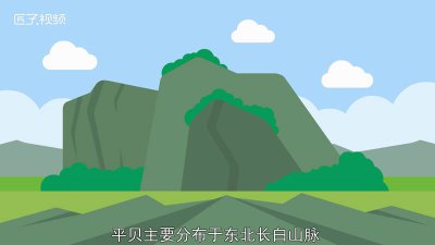 ​川贝跟平贝有什么区别图片 川贝和平贝是一样的吗