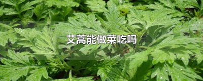 ​艾蒿怎么吃好 鲜艾蒿怎么吃做好