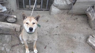 ​农村土狗寿命一般多少年（往往都在12到15年左右）