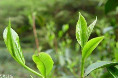 ​绞股蓝茶哪个好 哪里产的绞股蓝茶好