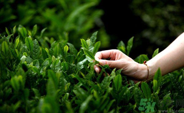 立夏喝什么茶好？立夏不能喝什么茶？