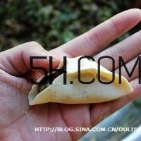 怎么包饺子快又好看？十种家常包饺子的方法~