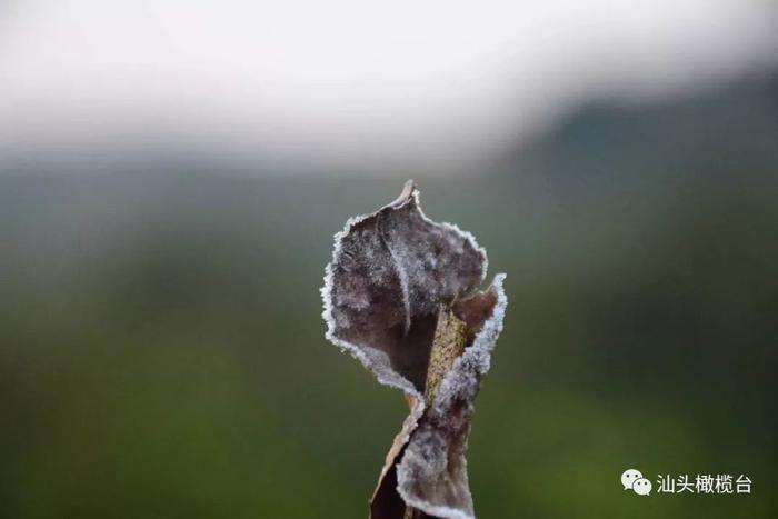 潮州凤凰山赏花开观云雾，看层峦品茗茶