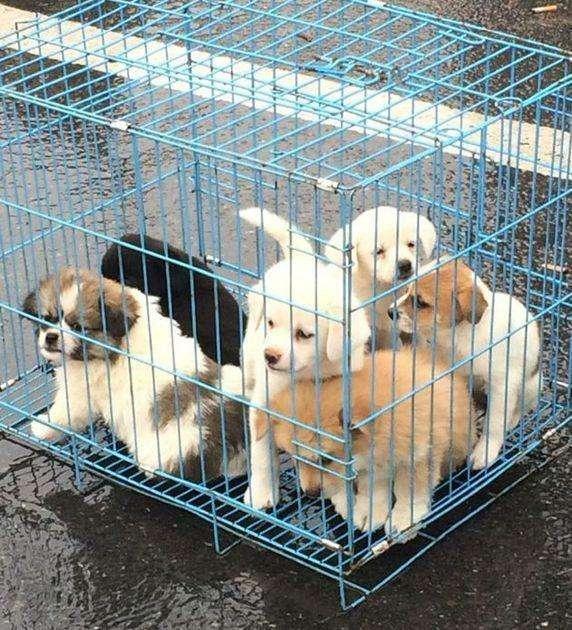 这6类巴哥犬不能买，养宠专家告诉你，免得你后悔