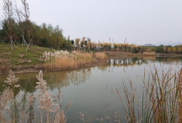 秋到龙泉湖湿地公园