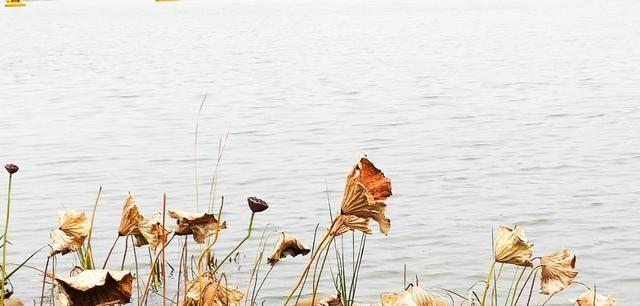 秋到龙泉湖湿地公园