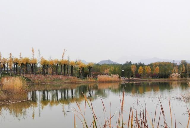 秋到龙泉湖湿地公园