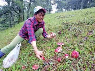 ​山里一种珍稀野生菌, 炖汤汤色鲜红, 好多人不敢尝试, 一斤500元