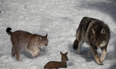 ​猞猁跟狼谁更胜一筹?